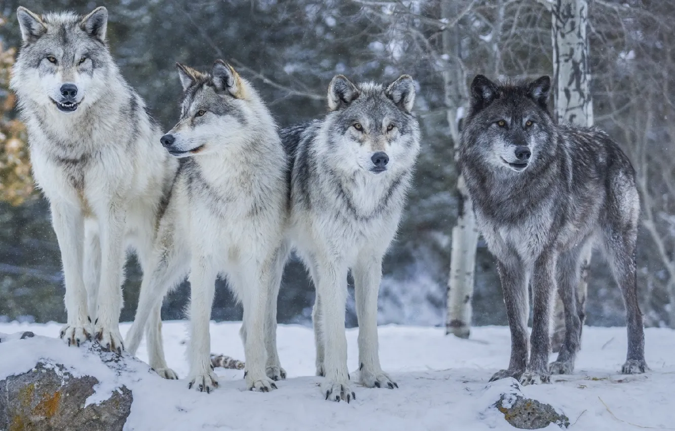 Фото обои природа, волки, nature, animal, for, woles