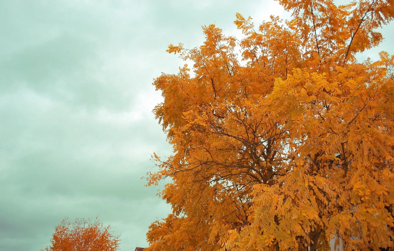 Фото обои осень, небо, дерево