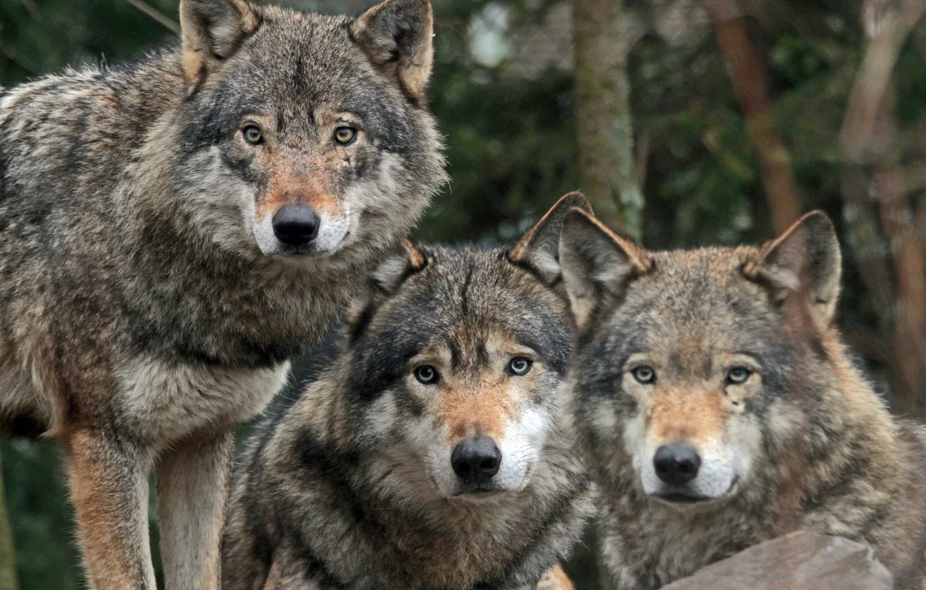 Фото обои хищники, волки, троица, санитары