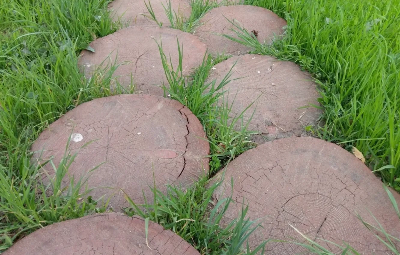 Фото обои трава, деревья, дорожка, садовые, спилы