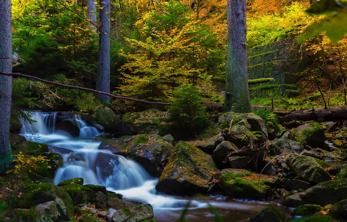 Фото обои зелень, осень, лес, деревья, камни, forest, trees, autumn