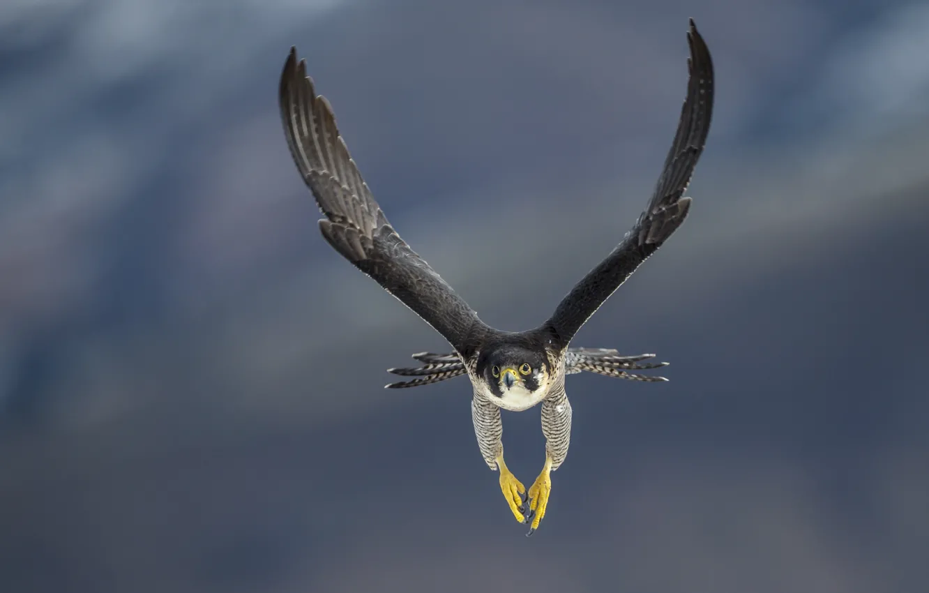 Фото обои bird, flight, predator, falcon