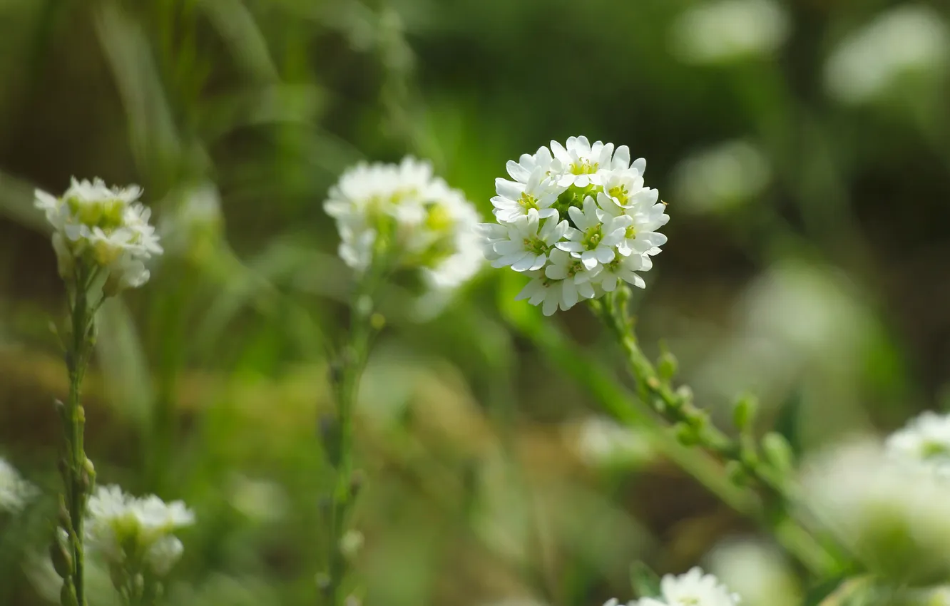 Фото обои white, flower, meadow
