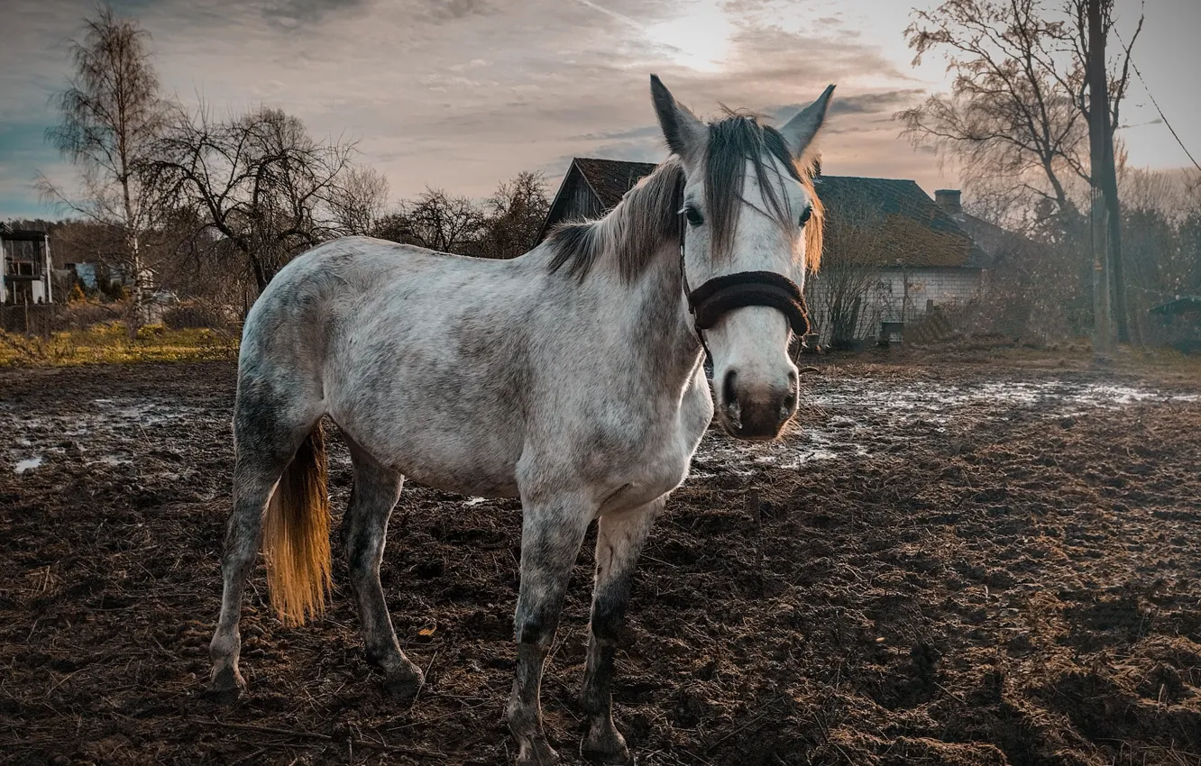 Фото обои поле, осень, взгляд, морда, облака, деревья, конь, лошадь