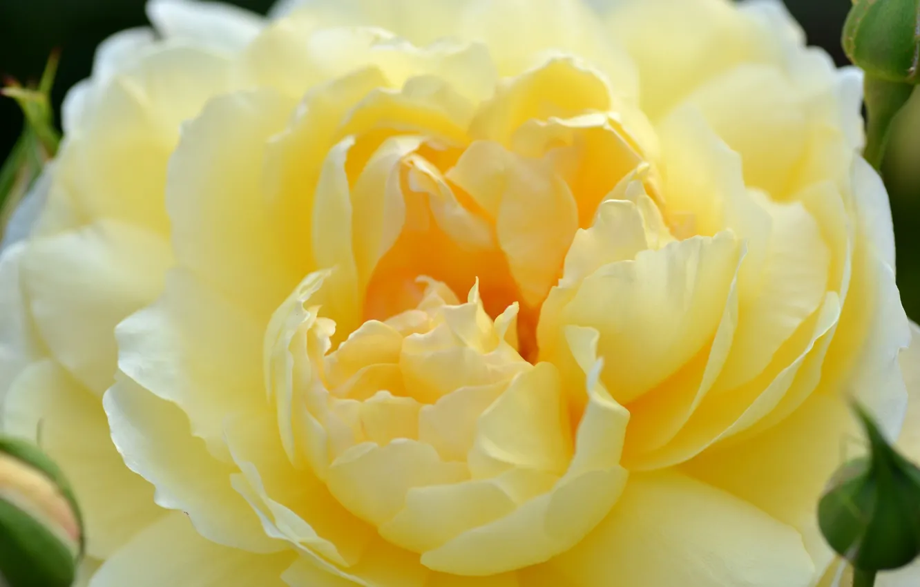 Фото обои макро, желтый, яркий, роза, лепестки