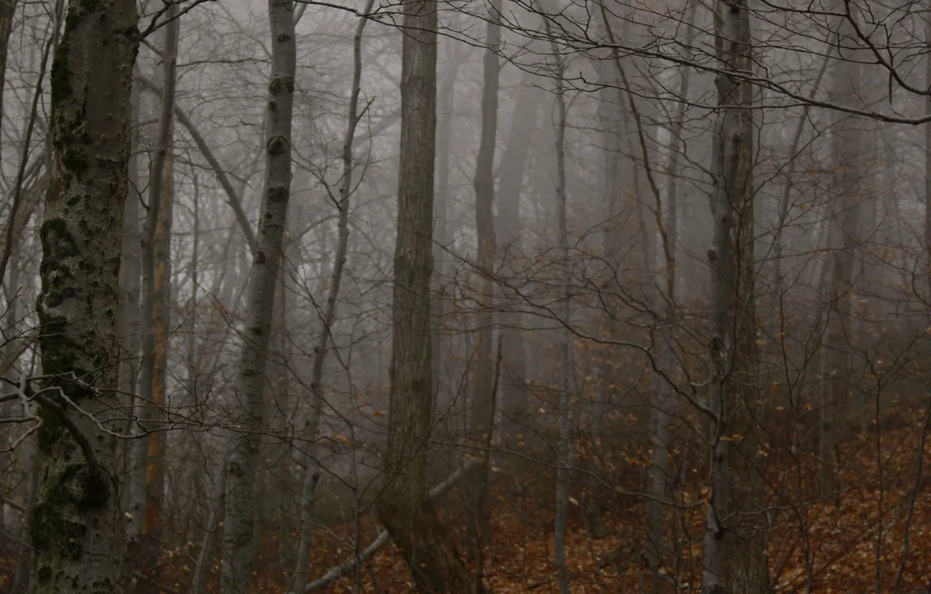 Фото обои лес, деревья, природа, туман, США, Catskills