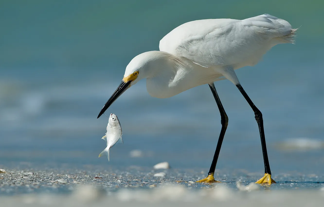 Фото обои песок, птица, рыба, белая, цапля, улов
