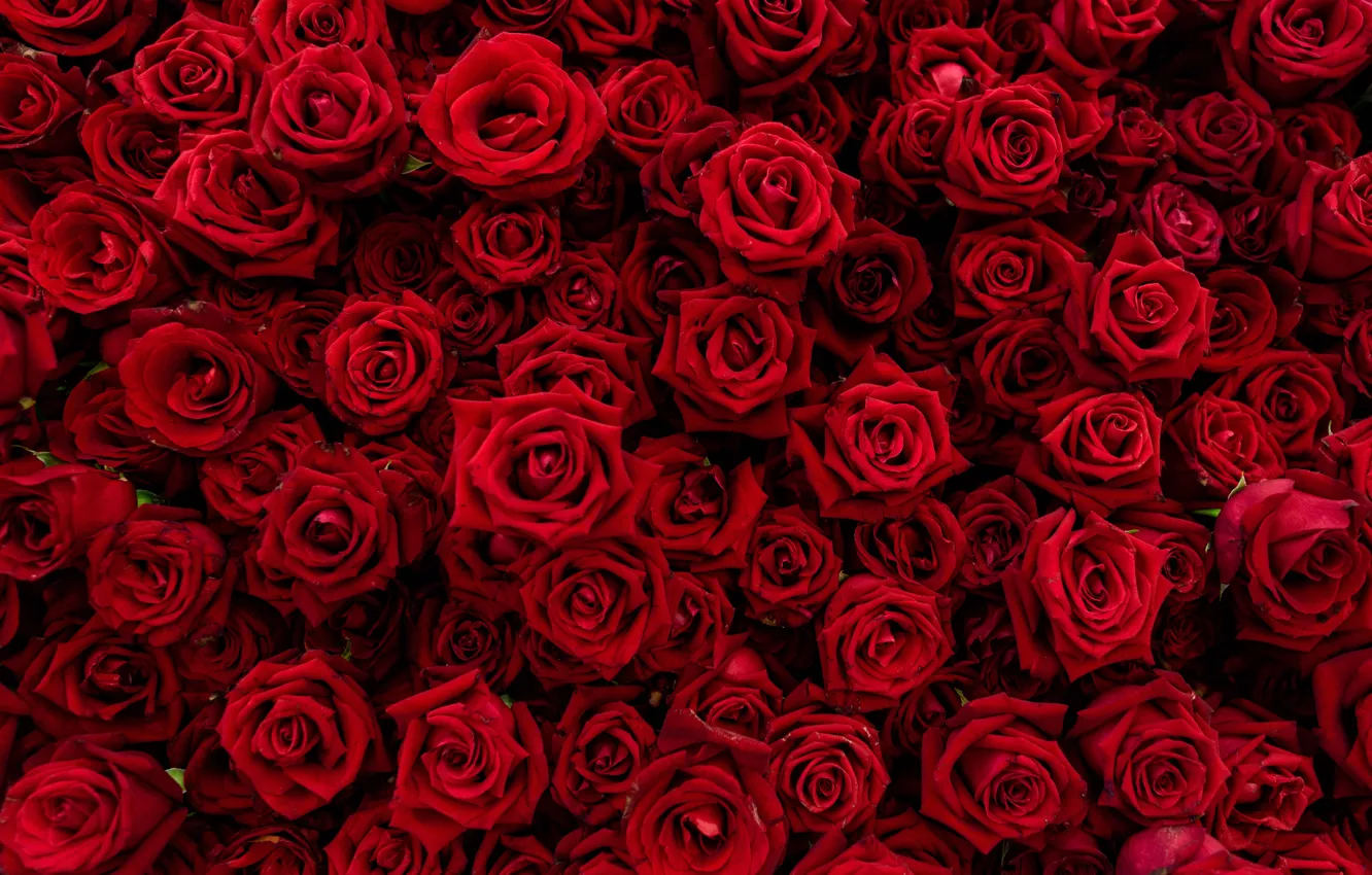 Фото обои цветы, красный, Розы, бутоны