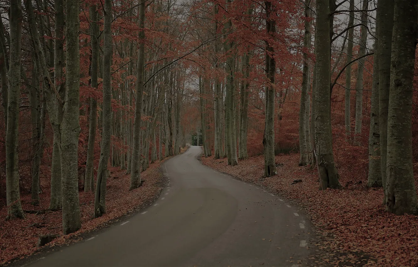 Фото обои дорога, осень, лес, деревья, природа, листва, Швеция, Robert Gustavsson Photography