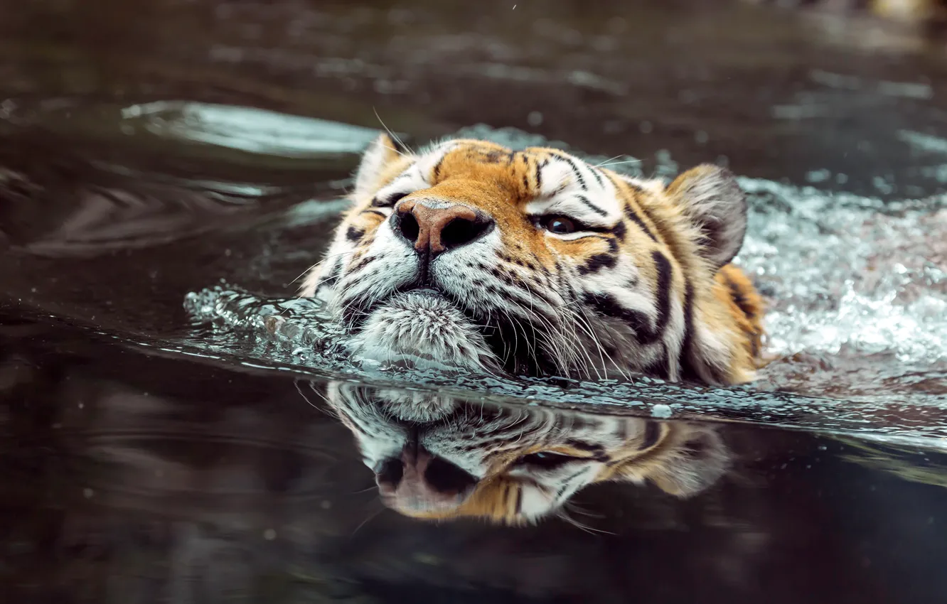 Фото обои взгляд, морда, вода, тигр, отражение, купание, водоем, плавание