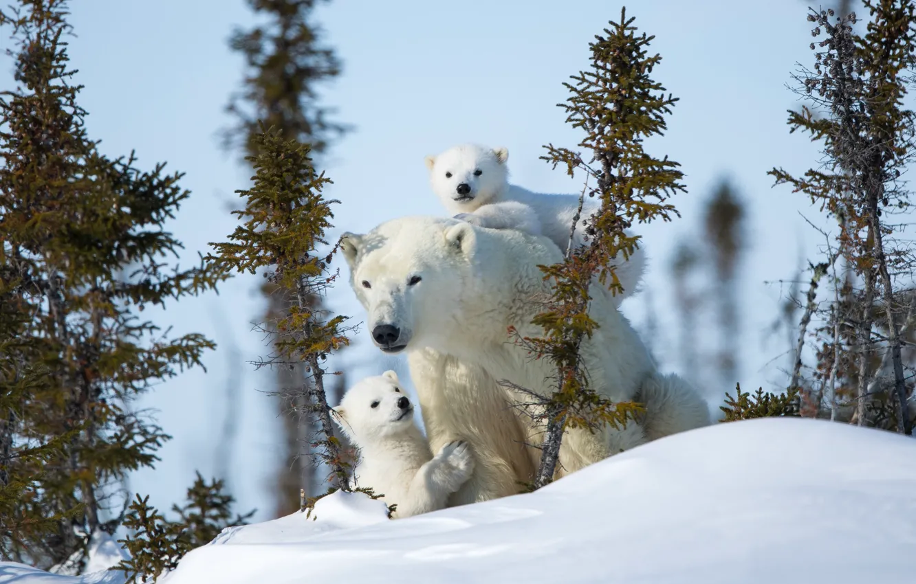Фото обои зима, снег, медвежата, белые медведи, медведица, материнство, полярные медведи