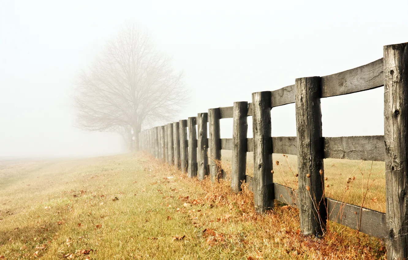 Фото обои туман, дерево, забор, утро, мгла, одинокое, травинки, поздняя осень