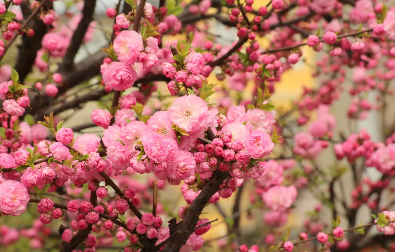 Фото обои цветы, ветки, красота, весна, сад, сакура, розовые, цветение