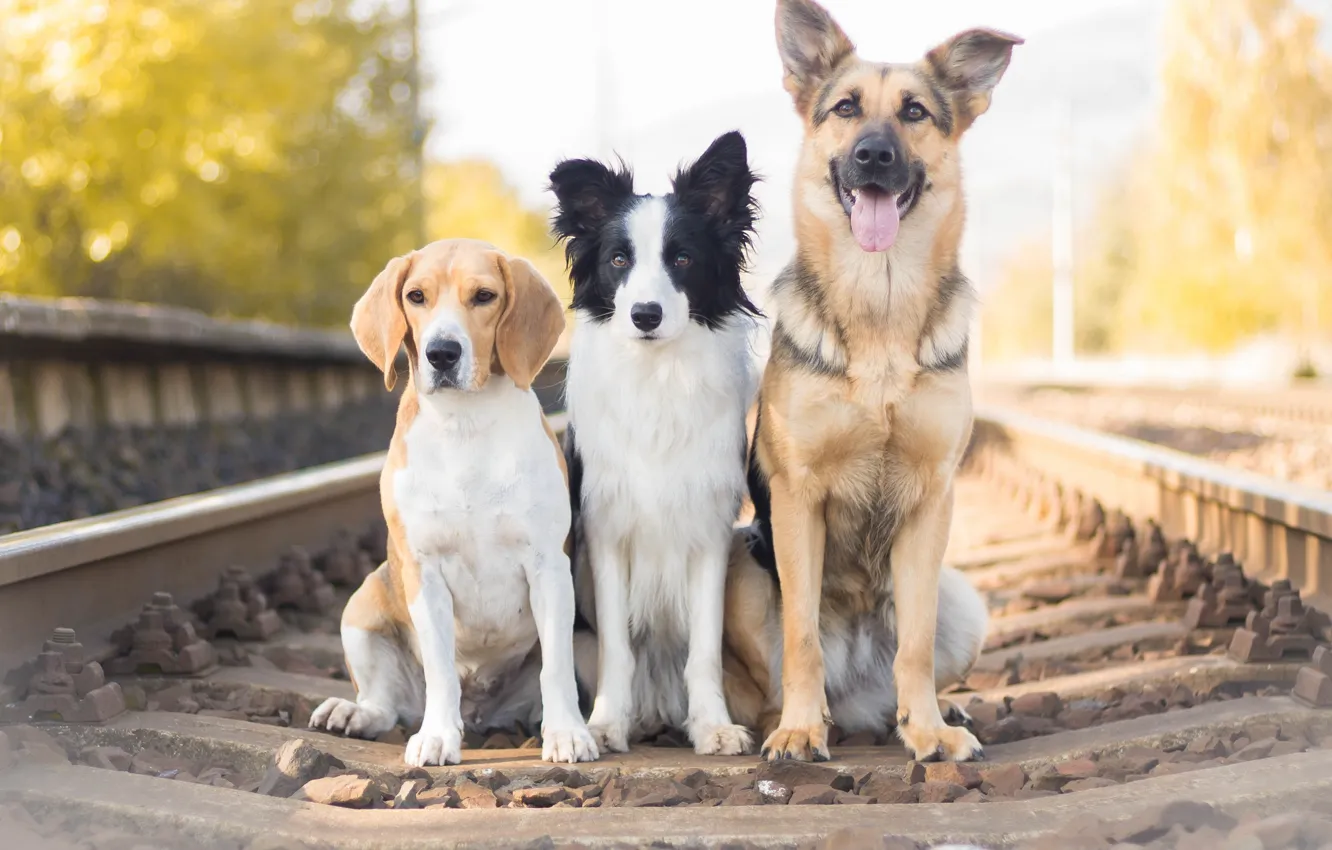 Фото обои собаки, железная дорога, Овчарка, трио, троица, Бордер-колли, Бигль
