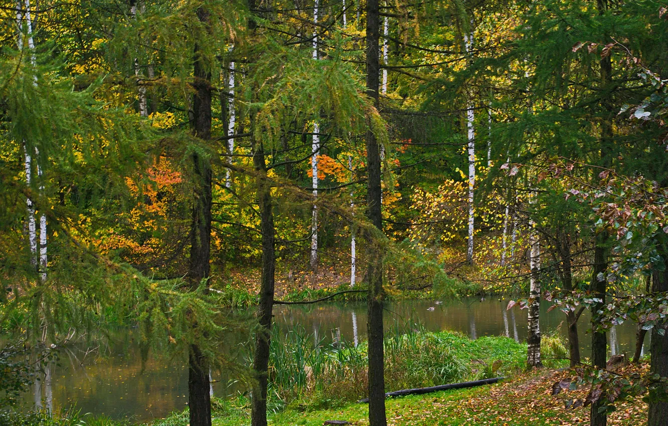 Фото обои Природа, Осень, Озеро, Деревья, Лес, Листья, Парк