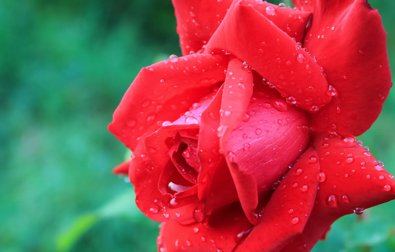 Фото обои цветок, красный, Роза, капли дождя