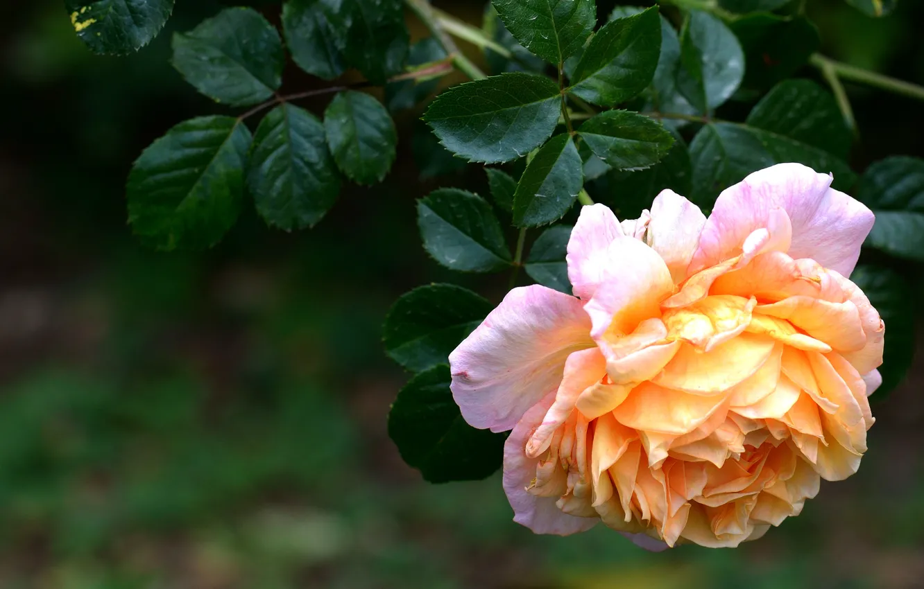 Фото обои цветок, листья, темный фон, роза, оранжевая, ветка, сад, желтая
