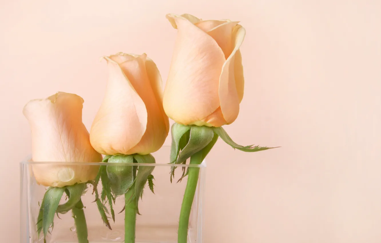 Фото обои цветы, розы, ваза, розовые, бутоны