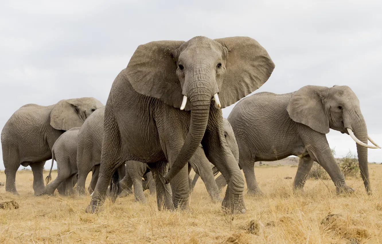 Фото обои слон, Африка, стадо