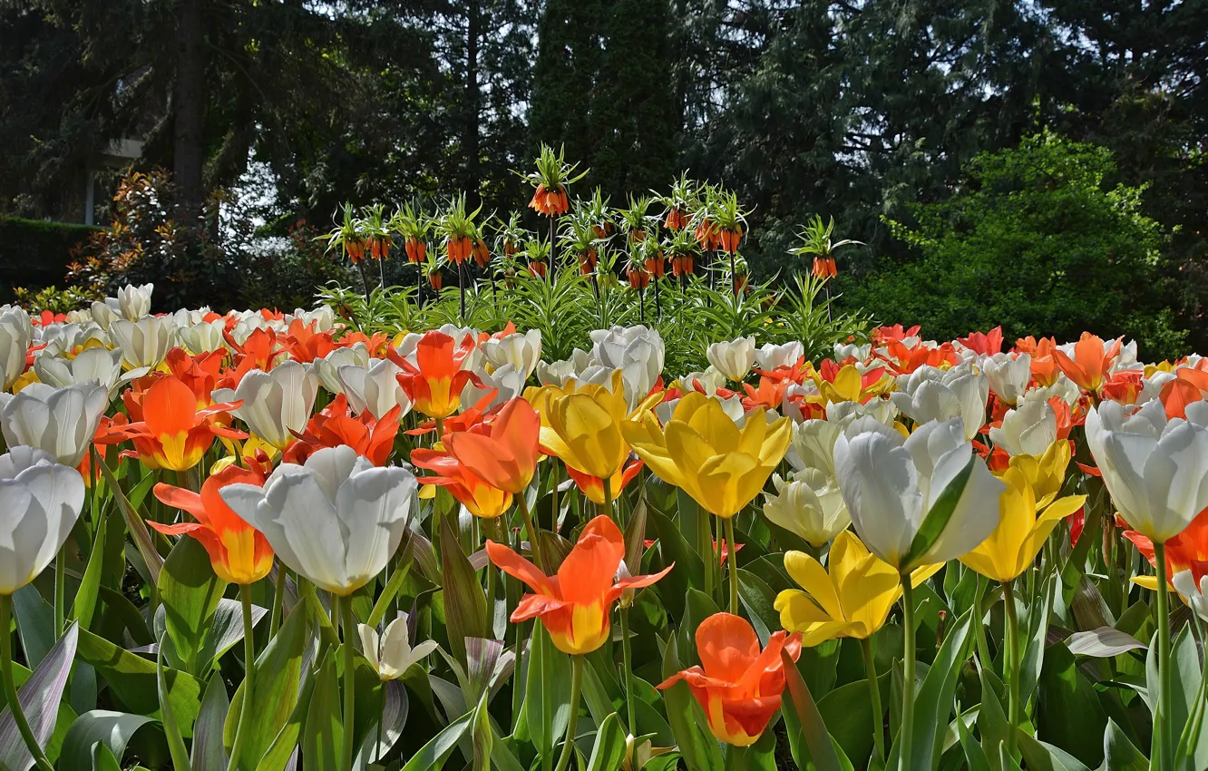 Фото обои Весна, Тюльпаны, Spring, Tulips