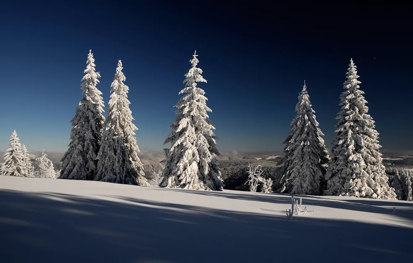Фото обои зима, лес, снег, елки, ели