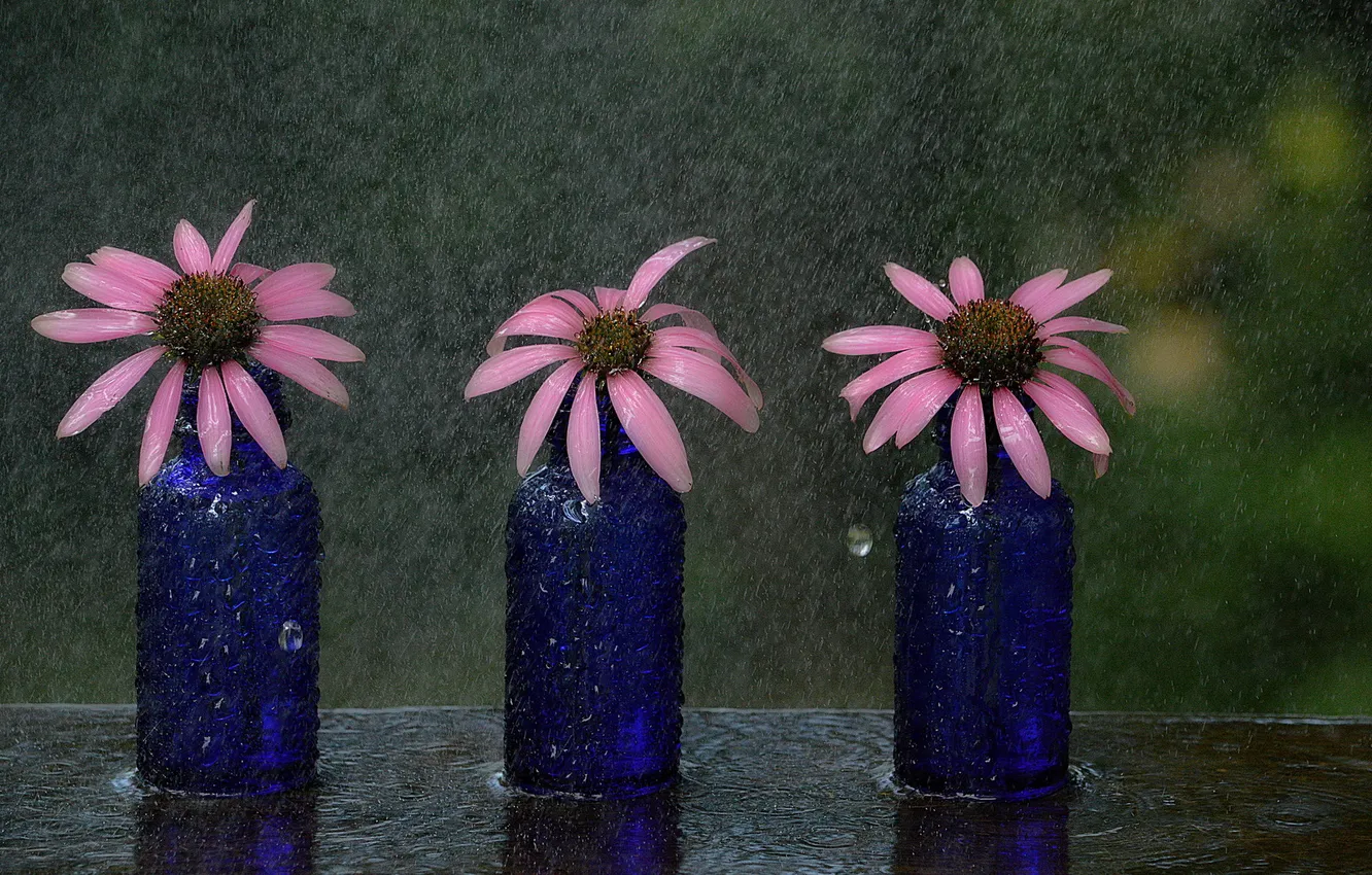 Фото обои цветы, фон, дождь