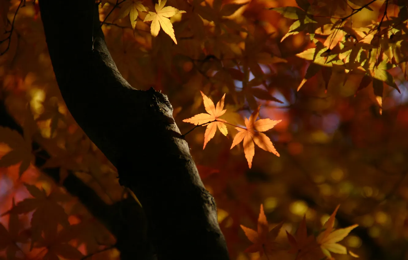 Фото обои листья, макро, свет, ветки, природа, дерево, Осень, ствол