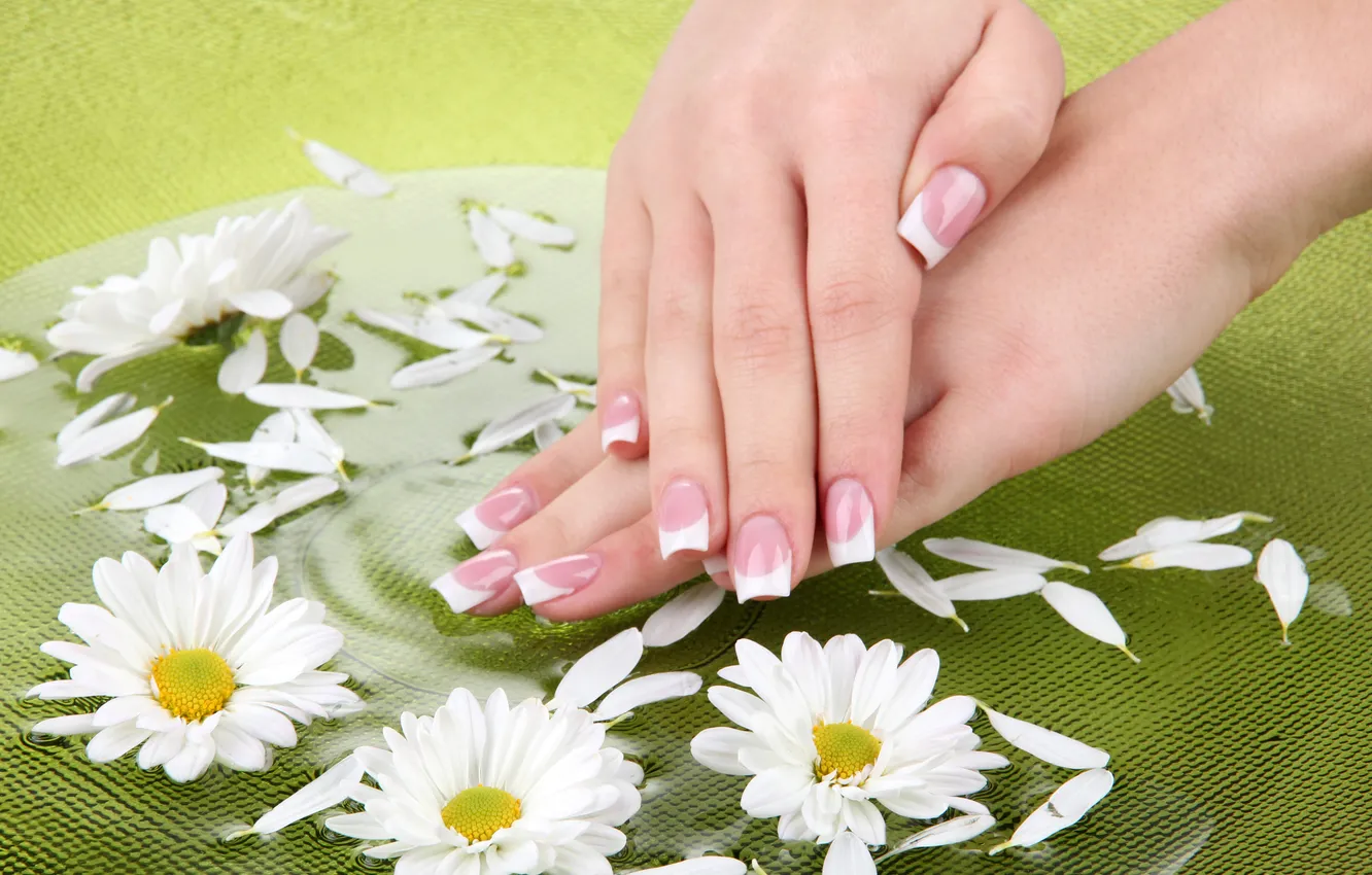 Фото обои цветы, руки, daisies, manicure, spa