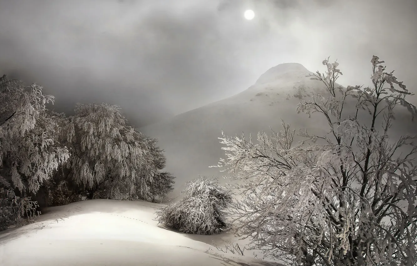 Фото обои зима, снег, деревья, природа, туман