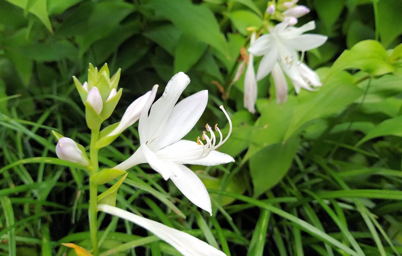 Фото обои Fred Fletcher Park, Jim Perry, Fragrant Plantian Lily