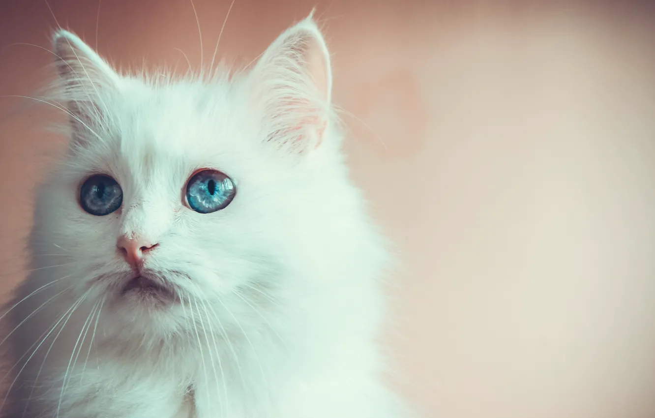 Фото обои глаза, взгляд, голубой, котейка