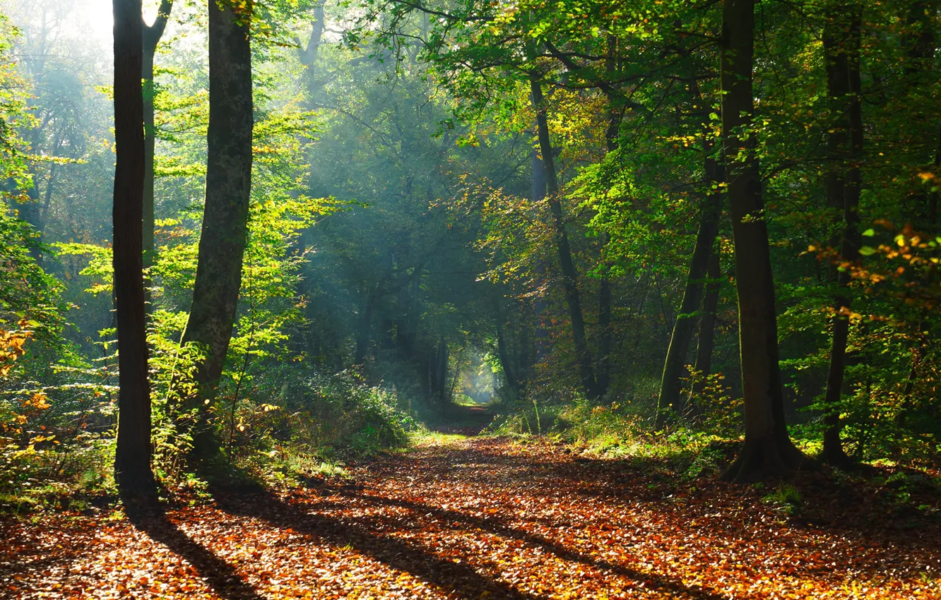 Фото обои осень, лес, листья, солнце, деревья, парк, тропинка