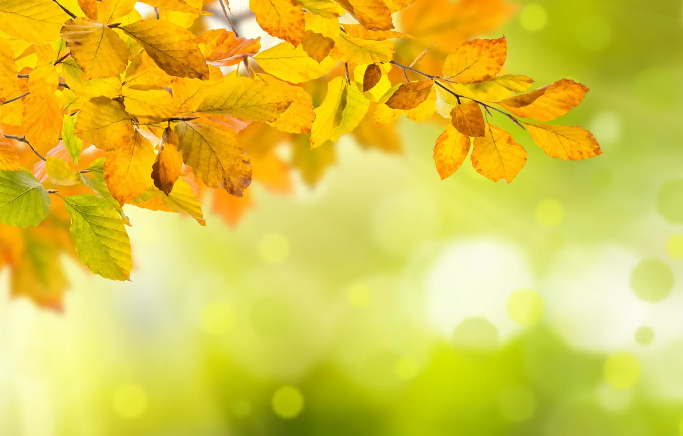 Фото обои осень, листья, colorful, background, autumn, leaves, осенние