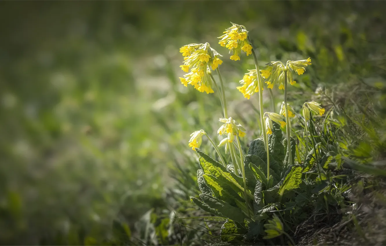 Фото обои цветы, flowers, боке