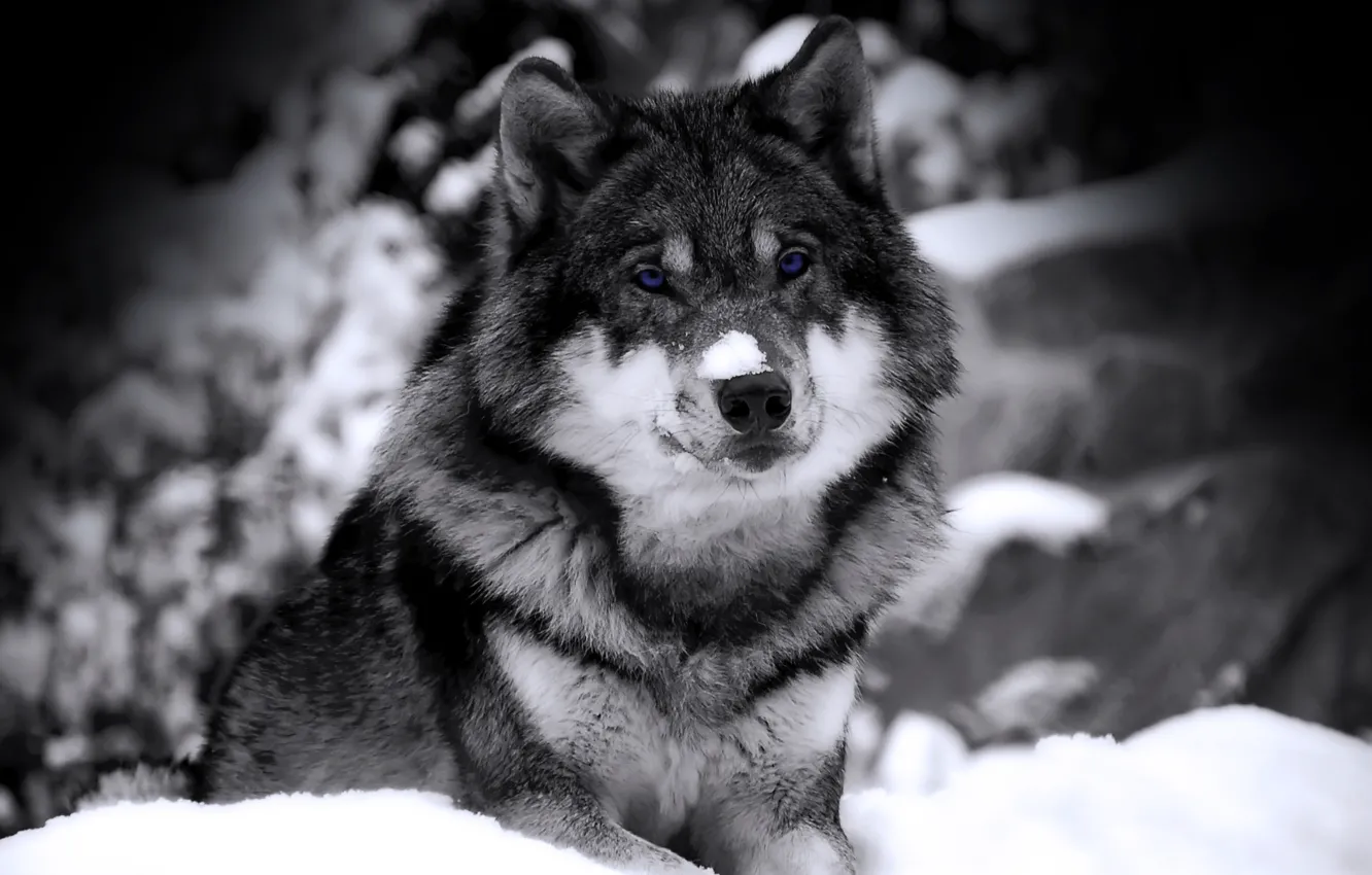Фото обои зима, взгляд, снег, волк, хищник, ч/б, зверь