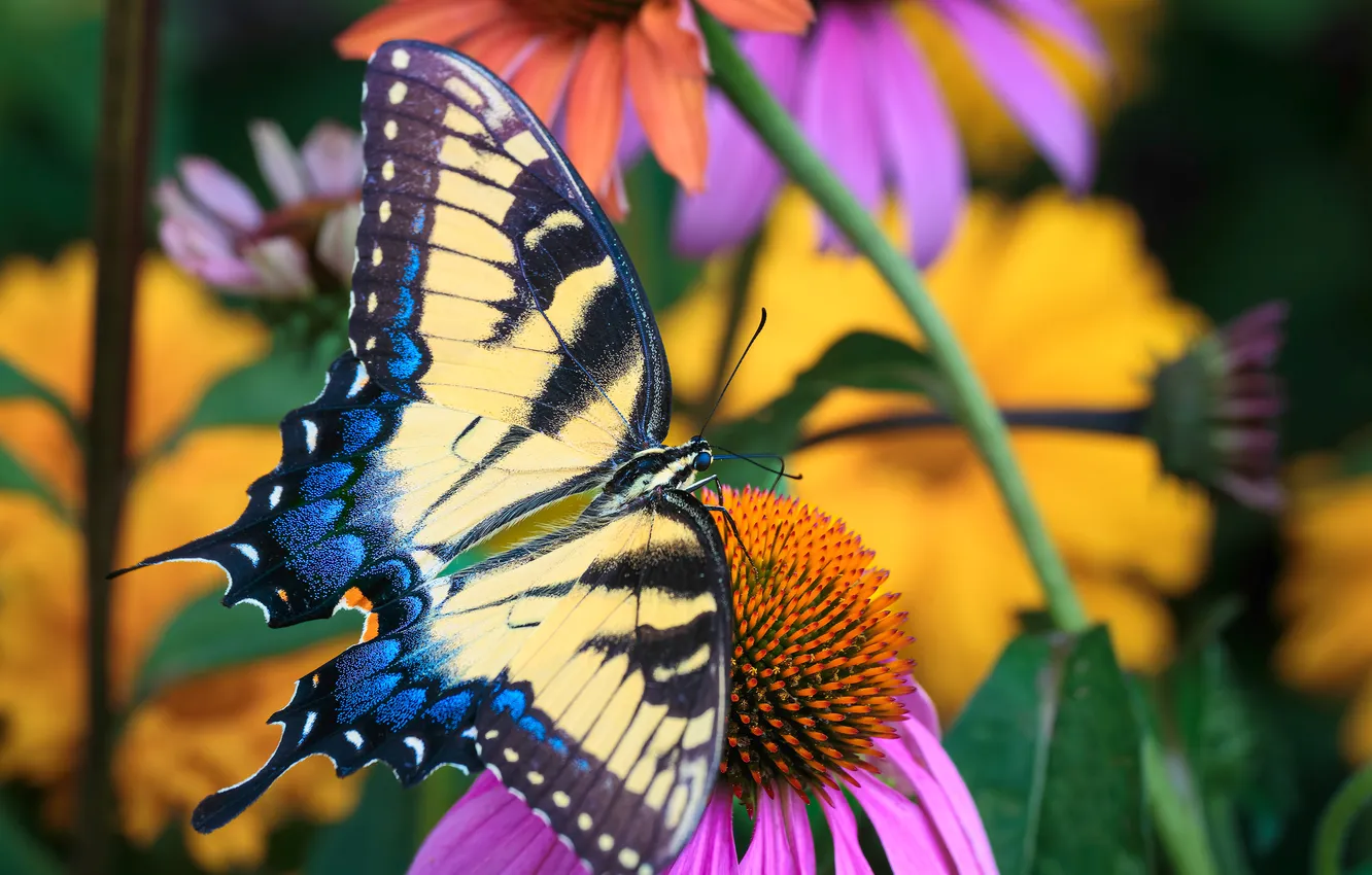 Фото обои лето, бабочка, ярко