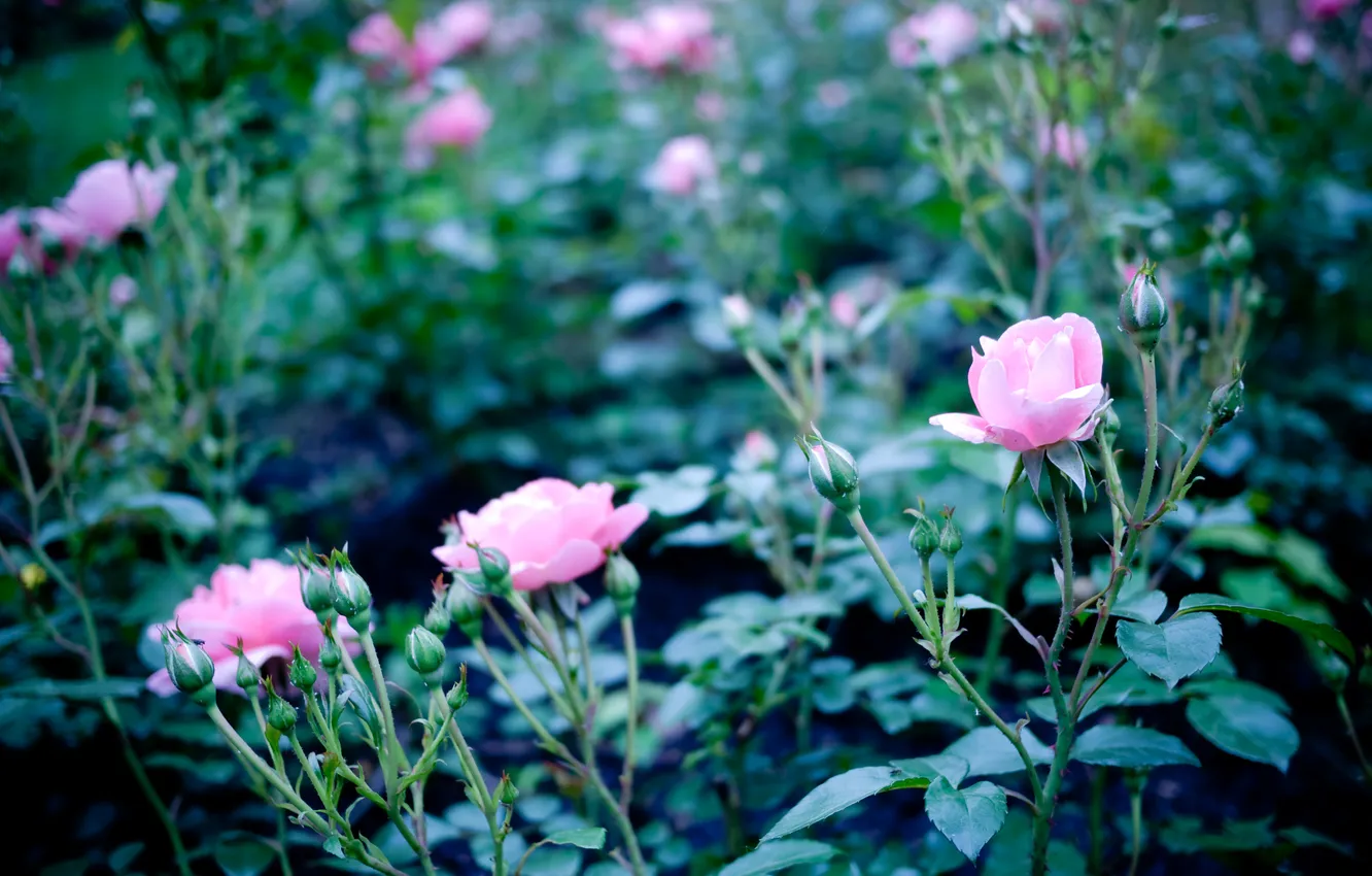 Фото обои цветок, цветы, куст, розы, лепестки, розовые, rose, бутоны