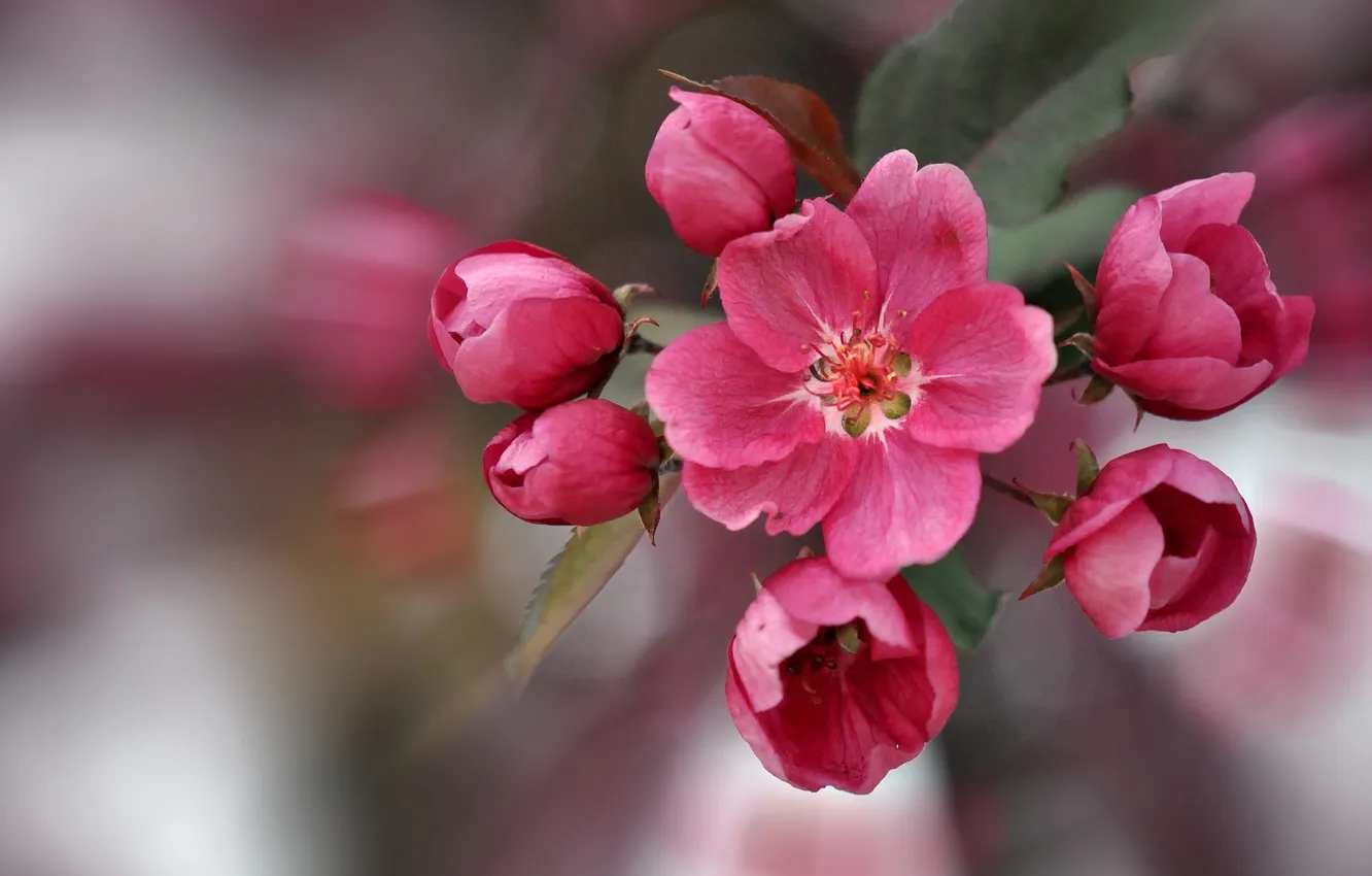 Фото обои макро, весна, яблоня, бутоны
