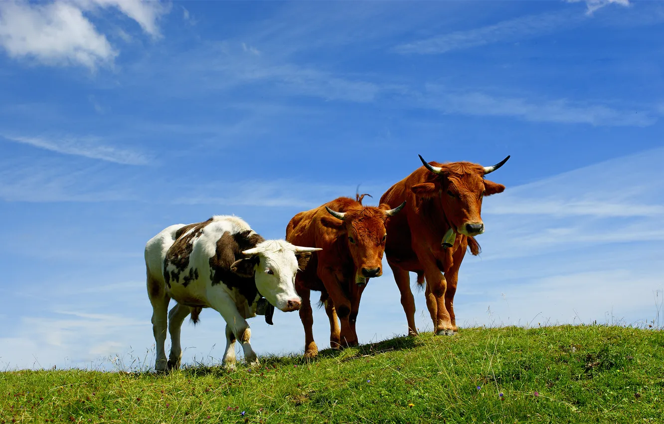 Фото обои животные, небо, трава, горы, фото, коровы, рога, animals