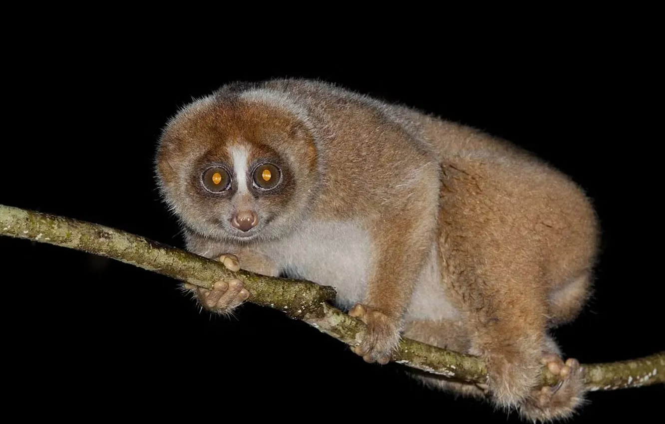 Фото обои animal, wildlife, Bornean, Slow Loris, Nycticebus Borneanus