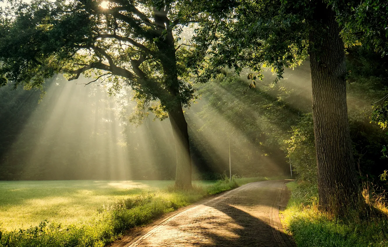 Фото обои дорога, солнце, лучи, свет, дерево, крона