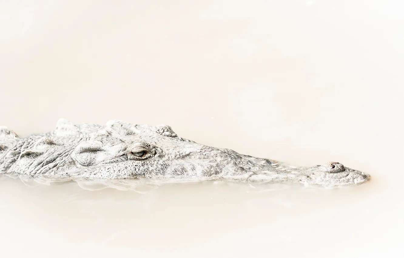 Фото обои глаза, голова, крокодил, рептилия