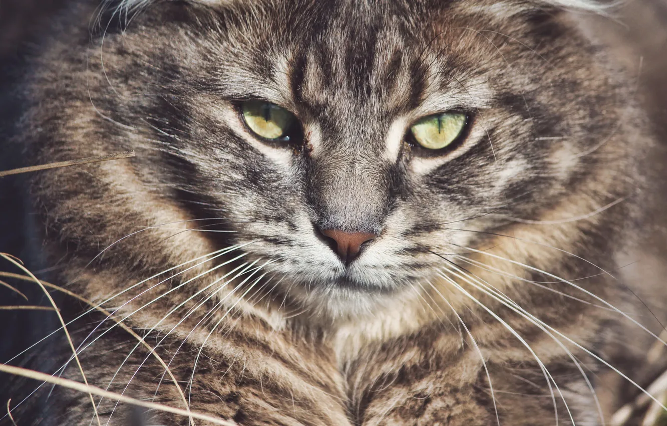 Фото обои усы, взгляд, морда, лесная кошка, Лесной кот