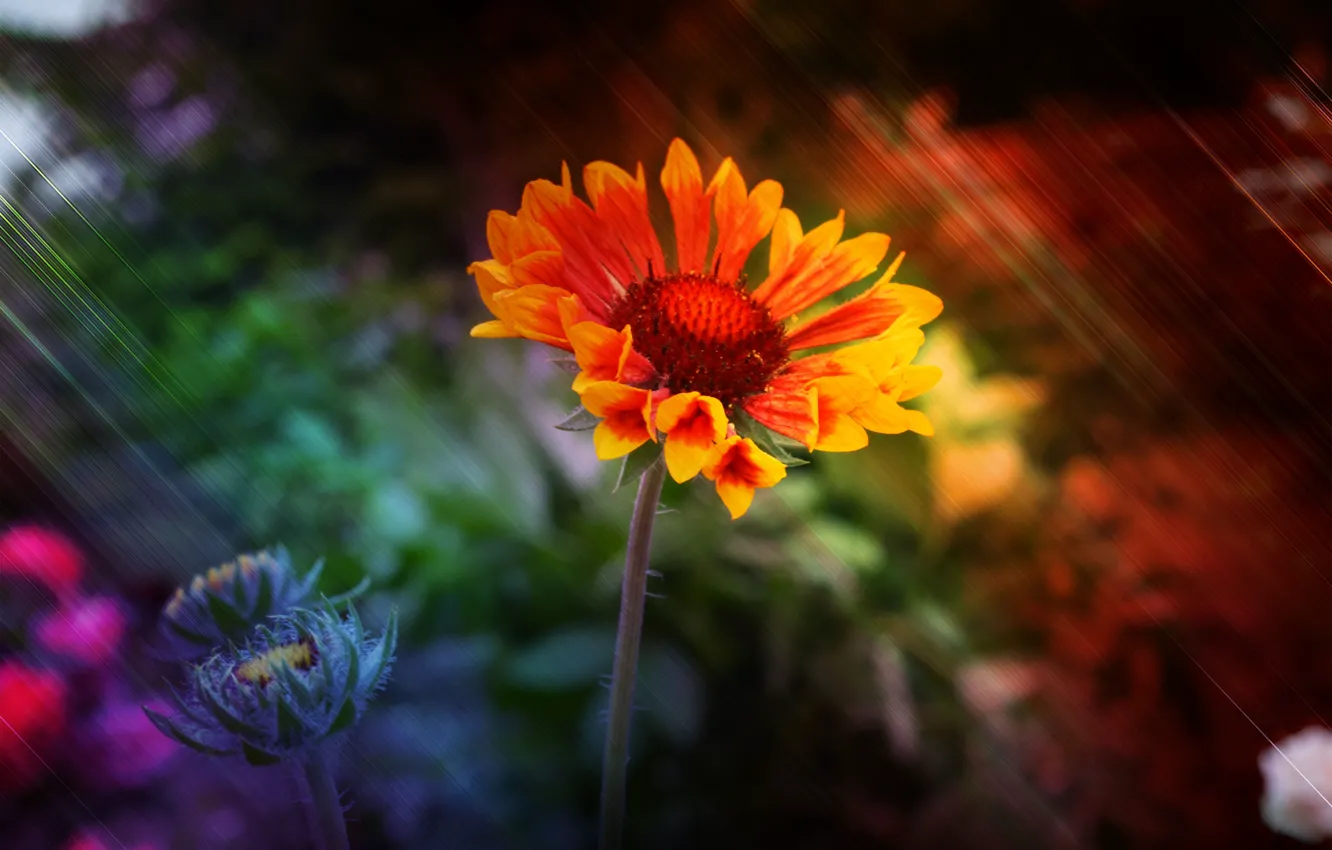 Фото обои цветок, макро, цветы, природа, flower, flowers, макро flowers природа