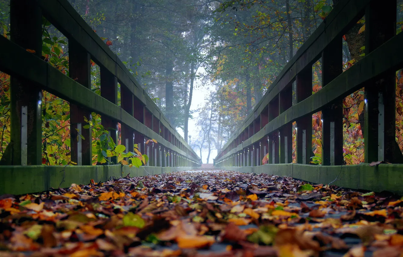 Фото обои осень, листья, деревья, туман, мостик, ultra hd, осень в лесу, мостик в лесу