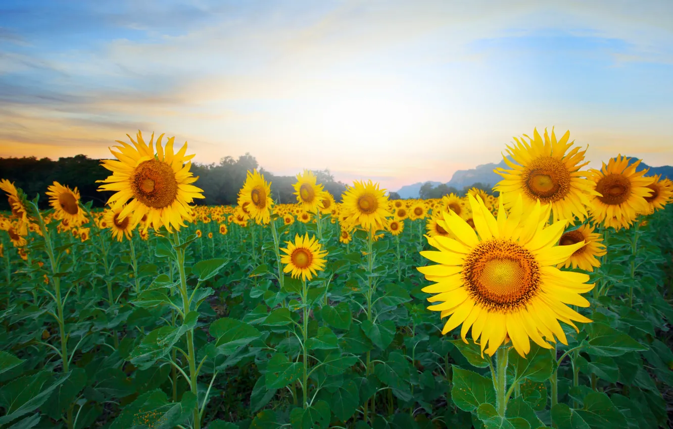 Фото обои поле, подсолнухи, желтый, туман, утро