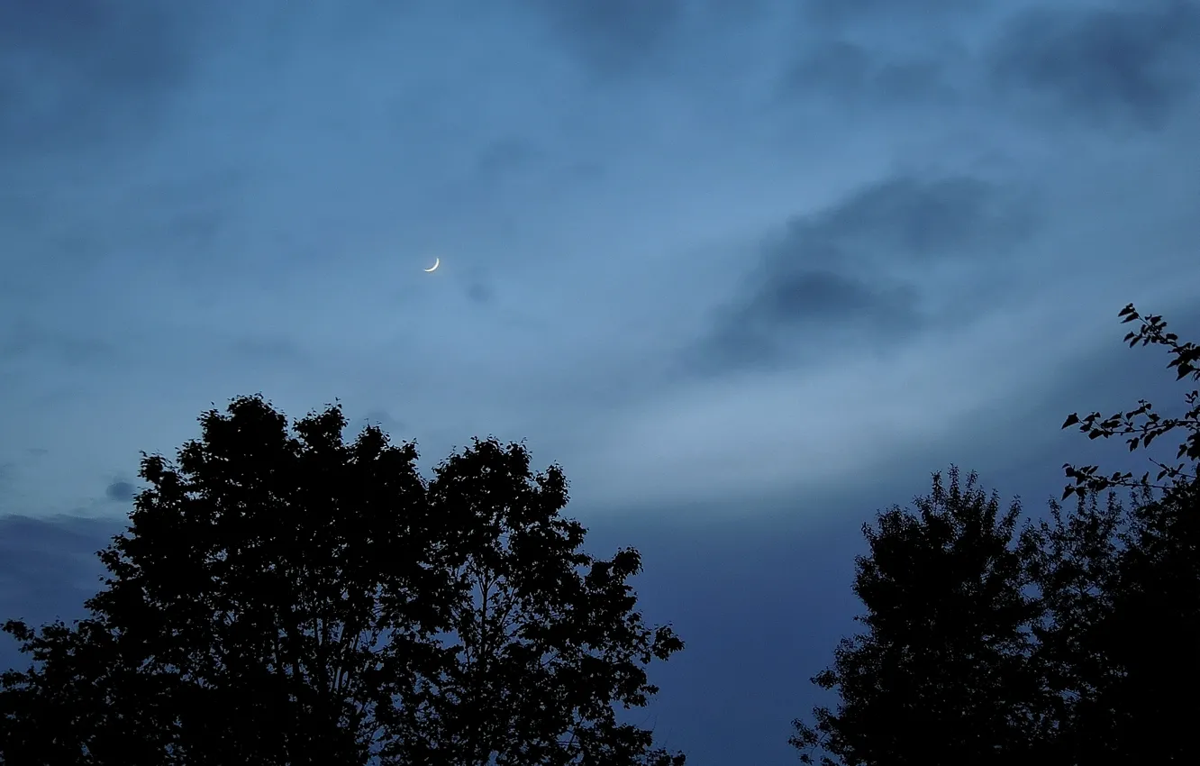 Фото обои небо, облака, деревья, природа, луна, вечер