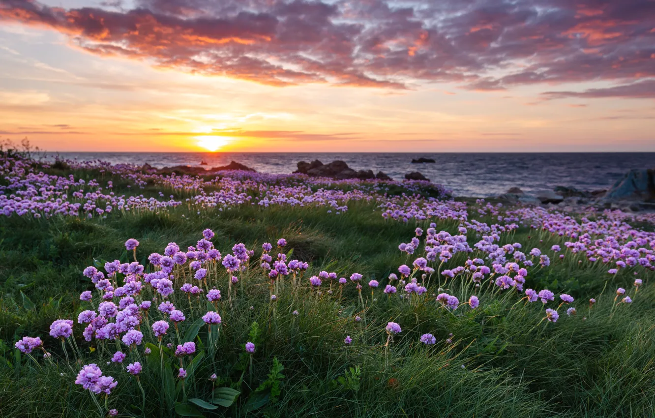 Фото обои трава, пейзаж, закат, цветы, природа, пролив, берег, Ла-Манш