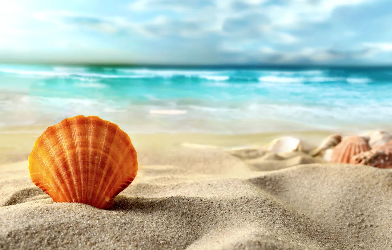 Фото обои песок, море, пляж, ракушка, summer, beach, sea, sand