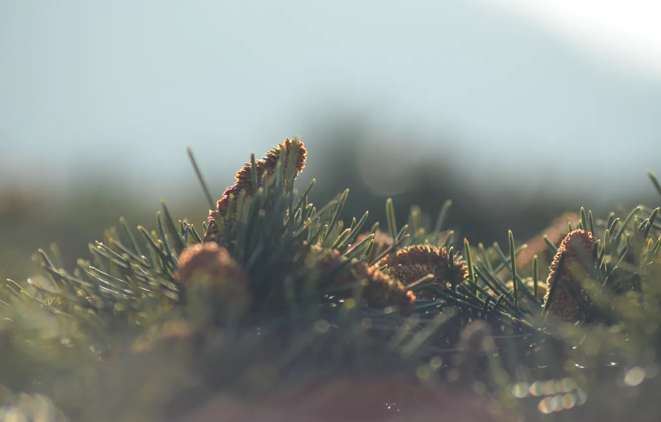 Фото обои green, grass, close-up, nature, macro, blur, plant, succulent